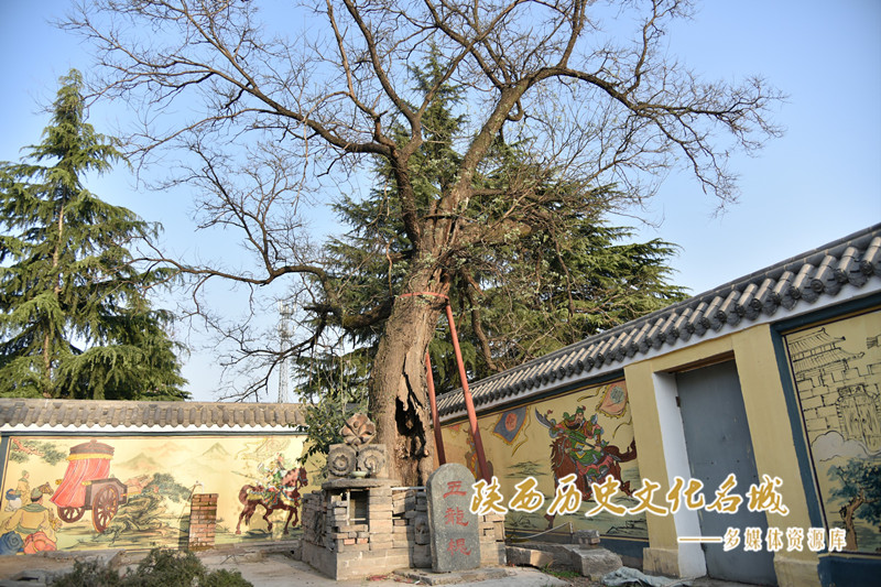 兴乐坊村五龙槐