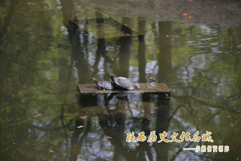 玉泉院放生池