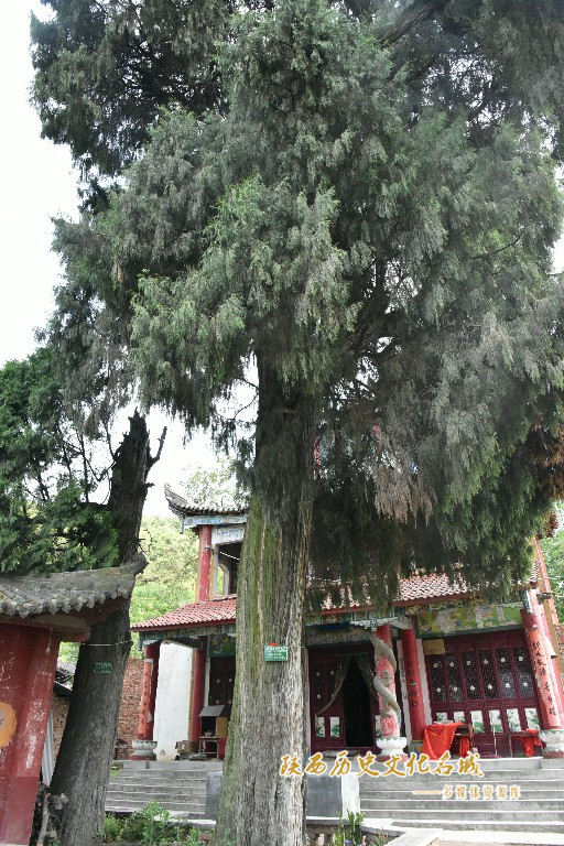 金泉寺—古柏